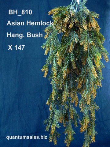 Asian Hemlock Hanging Bush x 147 ( $5.20 )
