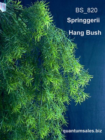 31" Springerii hanging  Bush ( $6.50 )