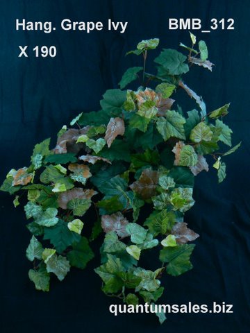 Hanging Grape Ivy x 190 ( $7.30 )