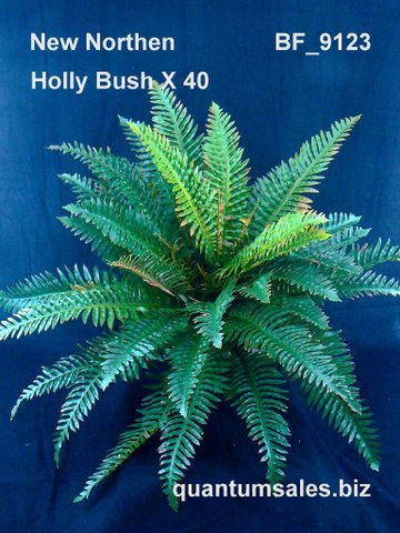 27" New Northern Holly Fern x 40 ( $13.60 )