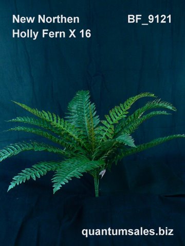 19" New Northern Holly Fern x 16 ( $6.00 )