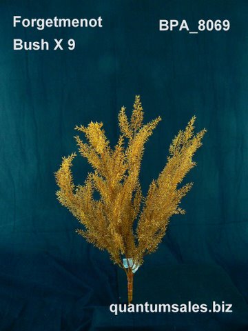 Forget-Me-Not Bush x 9 ( $6.10 )