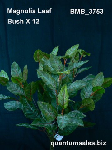 Magnolia Leaf Bush x 12 ( $4.40 )