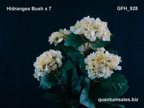 Hydrangea Bush x 7 ( $10.00 )