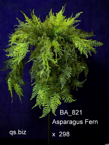 Asparagus Fern x 298 ( $9.40)