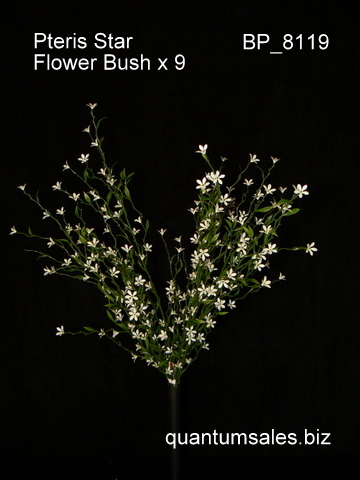 Pteris Star Flower Bush x 9  ( $5.10 )
