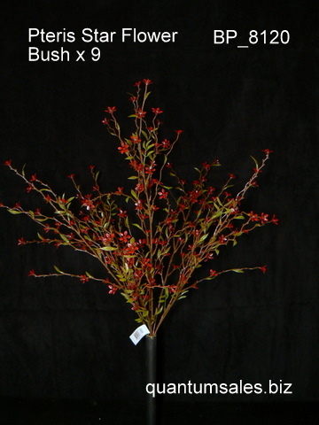 Pteris Star Flower Bush x 9  ( $4.90 )