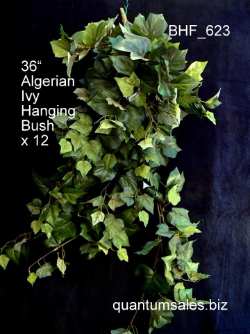 36" Algerian Ivy Hanging Bush x 12  ( $10.60 )