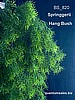 31" Springerii hanging  Bush ( $6.50 )