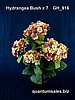 Dry Hydrangea Bush x 7 ( $7.90 )