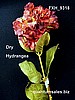 Dry Hydrangea x 1 ( $ 3.8