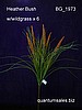Heather Bush w/Grass x 6  ( $4.50 )